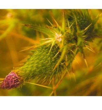 La batalla silenciosa la están haciendo las plantas