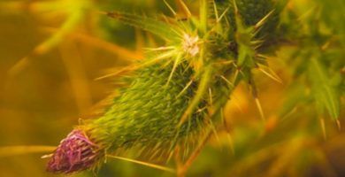 La batalla silenciosa la est&aacute;n haciendo las plantas