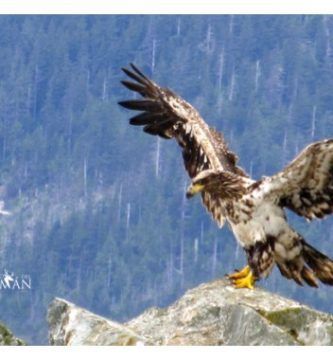 El renacimiento de un Águila