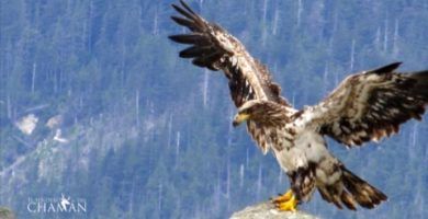 El renacimiento de un &Aacute;guila