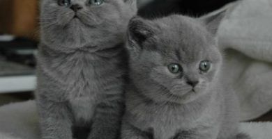 Los gatos y su aura protector contra energ&iacute;as negativas