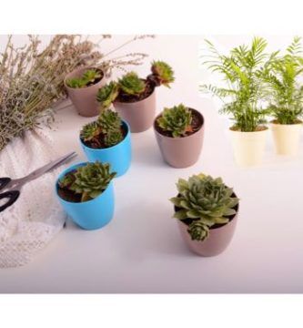 Plantas protectoras del Hogar