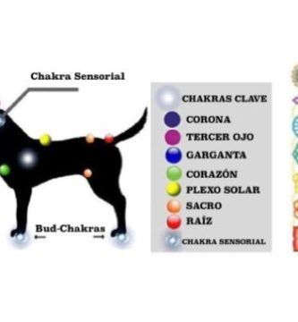 Los Chakras de los Perros