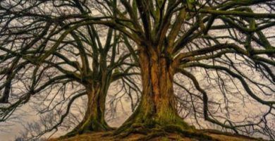 Las 5 lecciones de un &aacute;rbol