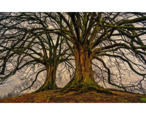 Las 5 lecciones de un árbol